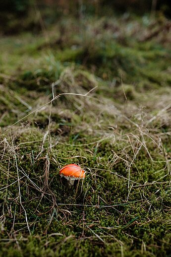 Familie Konrad findet im Wald, unweit ihres neuen Grundstücks, einen Pilz. / © Anna Werner