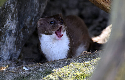 Das Mauswiesel als kleinstes Raubtier , wird nur in drei Zoos in Europa gezeigt. ( Foto : Zoo der Minis e.V., Jonas Wunderlich ) 