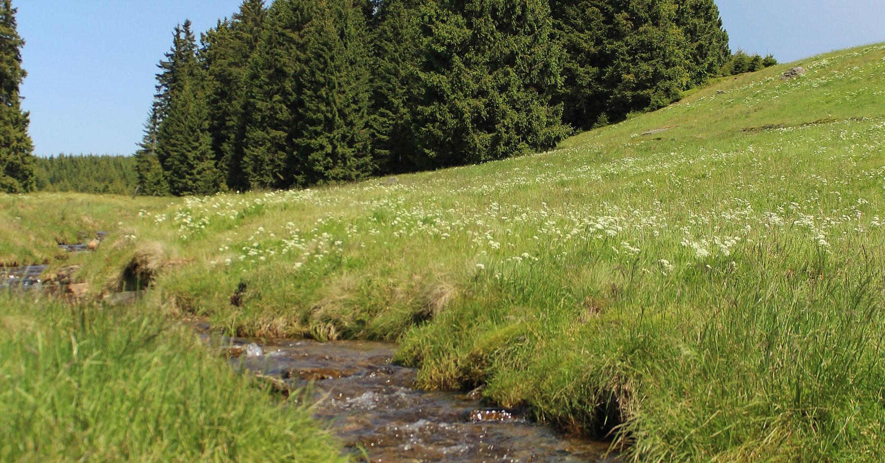 31+ Lakomaer Teiche, Der wiederaufbau der landschaft wird heute